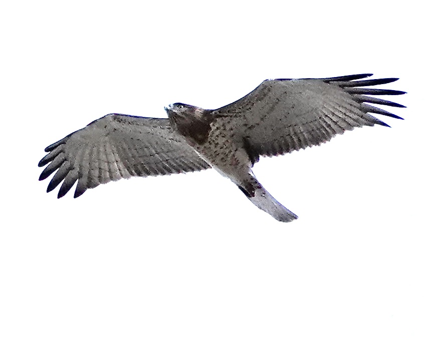 short-toed eagle